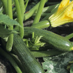 A-courgette-plant-001